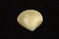 藏品(普通文蛤)的圖片